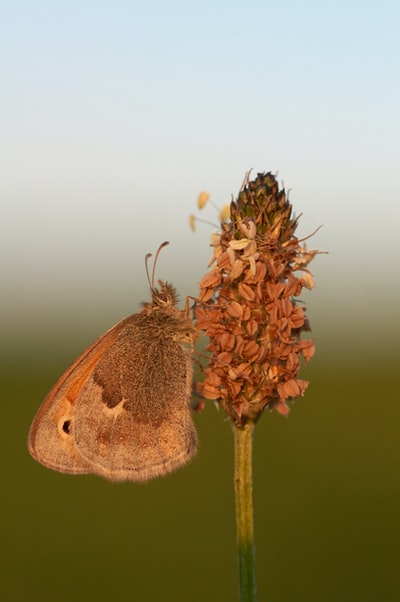 在白天的特写摄影中，棕色的蝴蝶栖息在棕色的花上